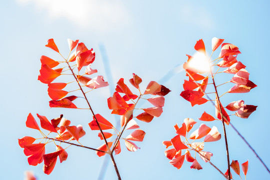 紅烏桕