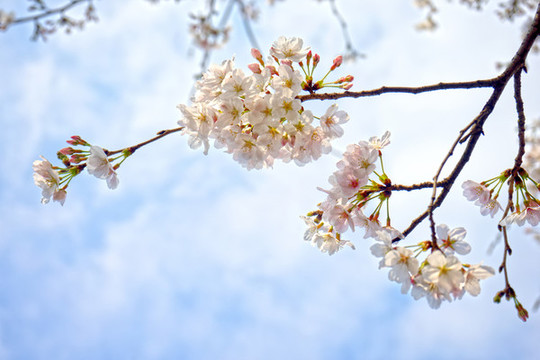 櫻花
