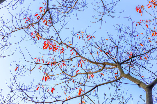 烏桕樹(shù)