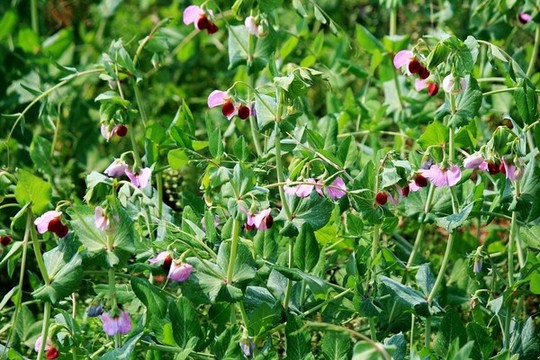 豌豆開花