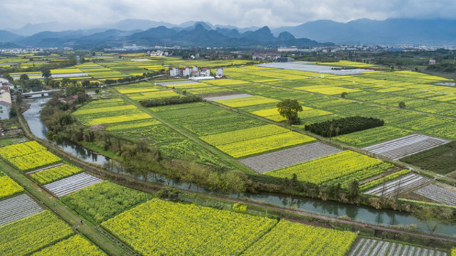 黃色花海