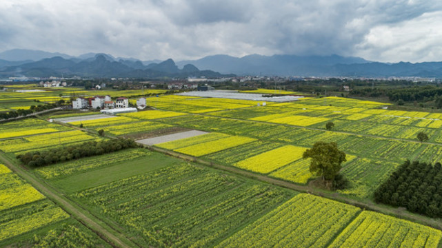 油菜花田