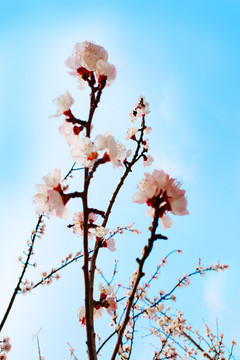 浪漫櫻花