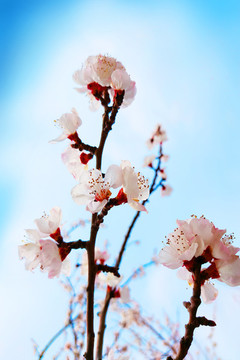 粉紅浪漫杏花春花