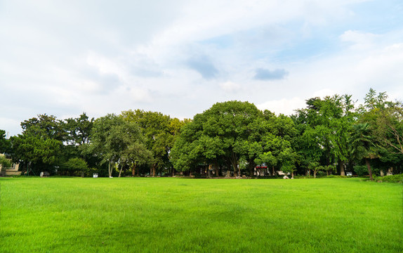 風(fēng)景草地植物
