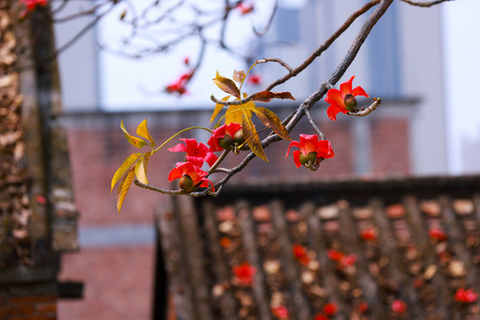 木棉花
