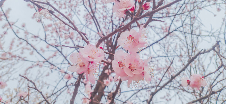 杏花