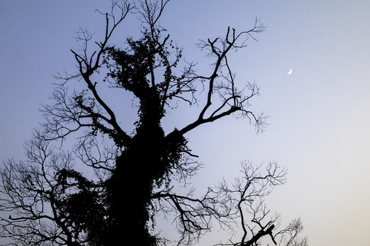 枯藤老樹夜月