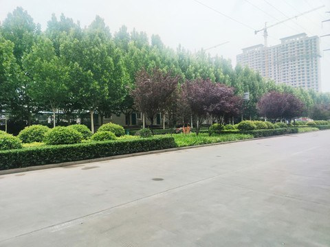 隔離綠化帶
