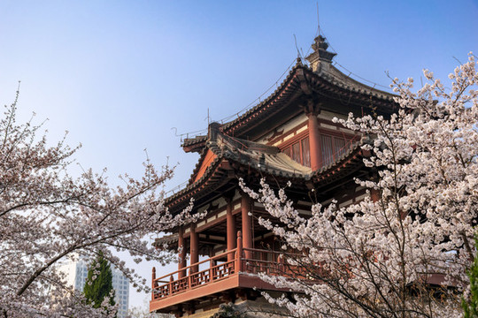 青龍寺盛開的櫻花