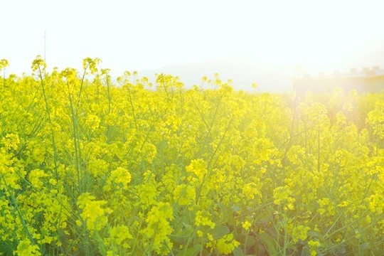 陽光油菜花