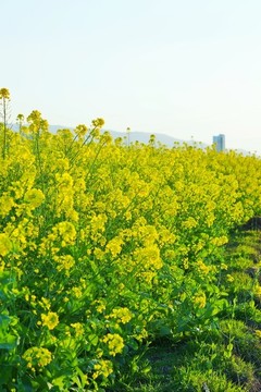 陽光油菜花