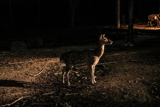 泰國清邁夜間動(dòng)物園