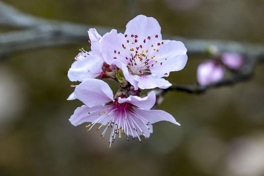 高清綻放的梅花
