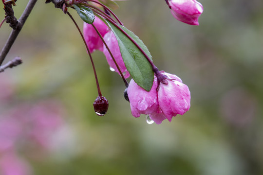 雨后盛開的海棠花