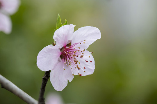 盛開的桃花