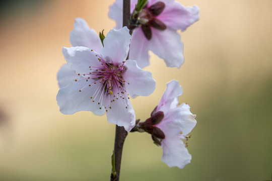 山桃花