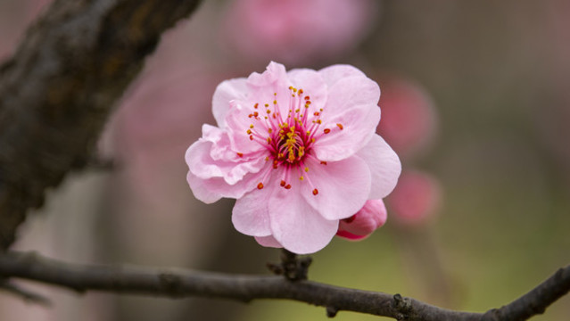 梅花
