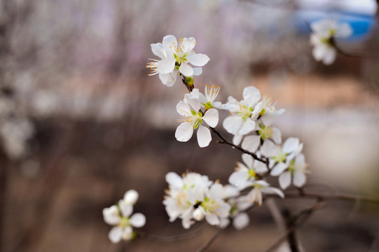 梨花