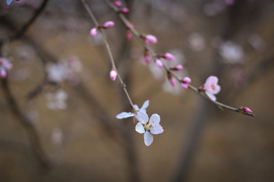 杏花