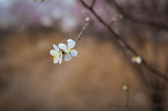 梨花