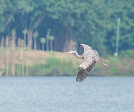 水面上飛行的鷺鳥