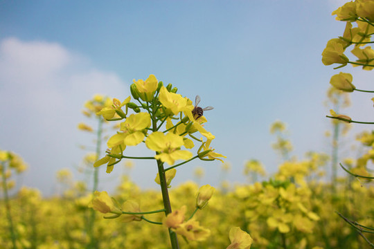 油菜花和蜜蜂