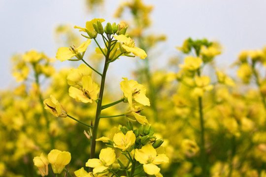油菜花