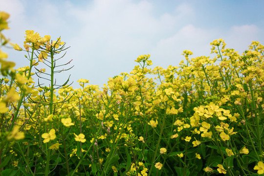 油菜花