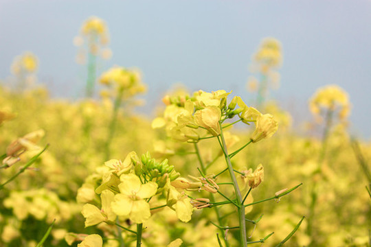 油菜花