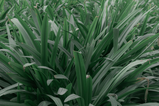 朱頂紅