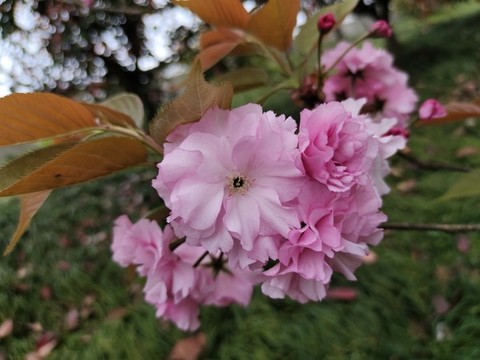 櫻花