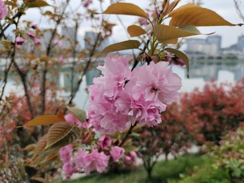 櫻花