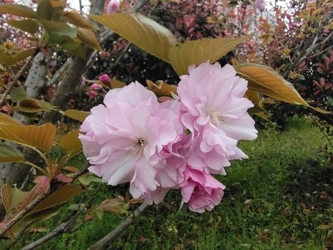 櫻花