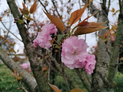櫻花