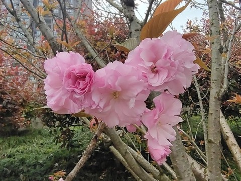 櫻花特寫