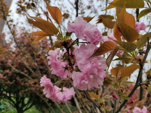 櫻花