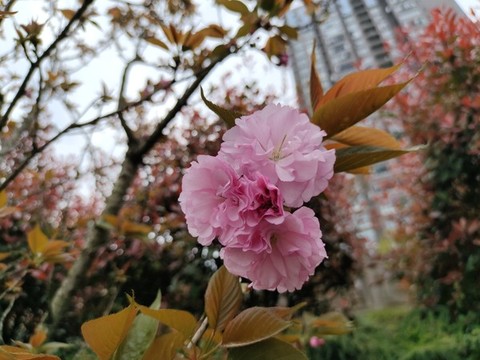 櫻花