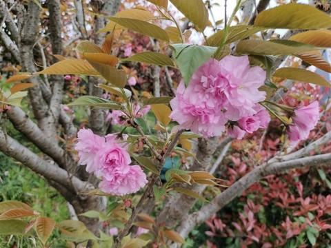 櫻桃花