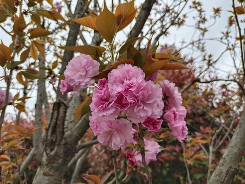 櫻花