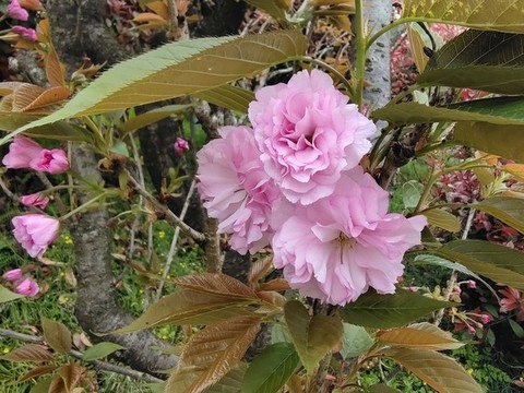 櫻花