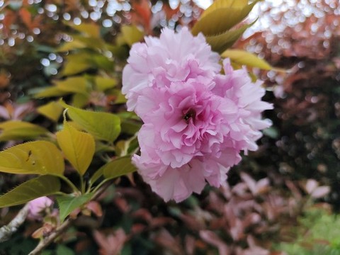 櫻花特寫