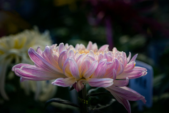菊花