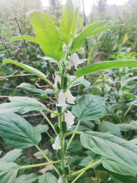 芝麻開花