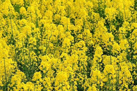 油菜花