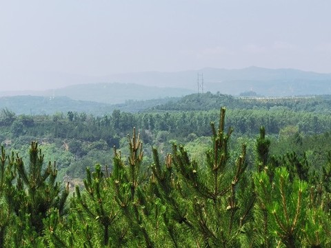 山中松樹林