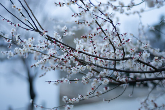 梅花
