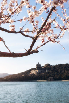 北京春天頤和園桃花盛開