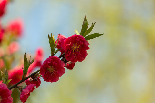 千葉桃花