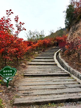 崛圍山紅葉山路